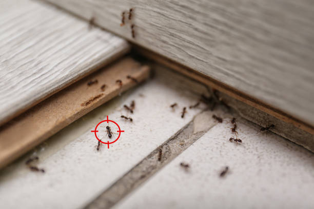 Best Best Pest Control Companies  in Arapahoe, WY
