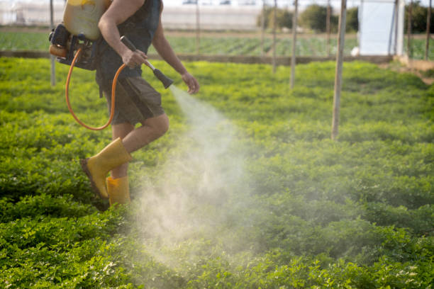 Best Wasp Removal Services  in Arapahoe, WY