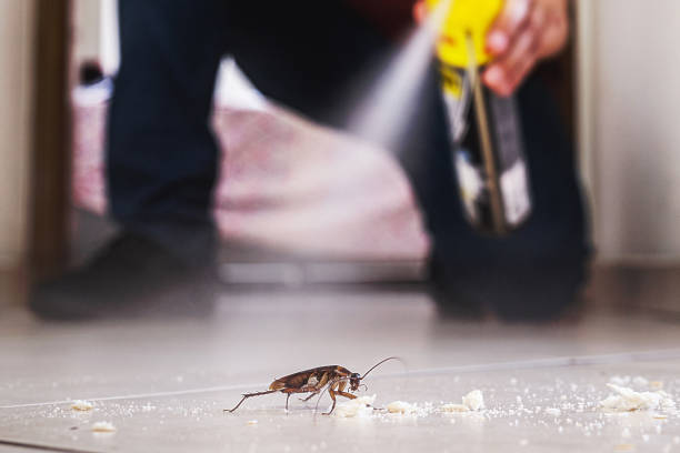 Best Termite Control Services  in Arapahoe, WY